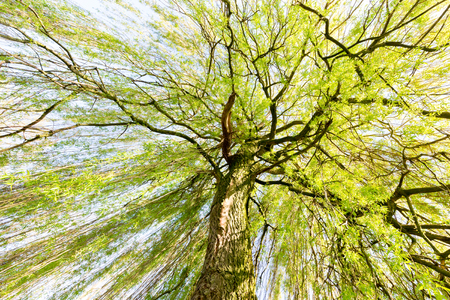 Sprouting willow tree with green leaves in springの写真素材