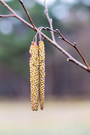 Alder twigs hanging catkins in spring seasonの写真素材