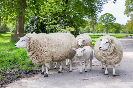 Group of white sheep and lamb in natureの写真素材