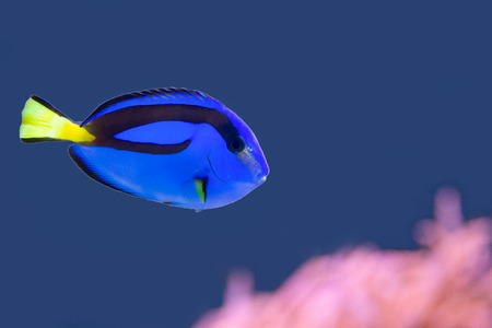 Palette surgeonfish swimming in waterの写真素材