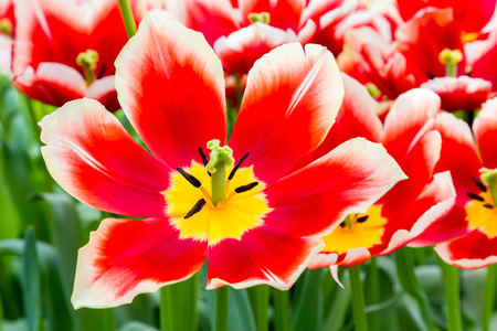 Red white tulip in flowers field in Keukenhof Hollandの写真素材