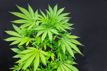 Green cannabis plant isolated on black backgroundの写真素材