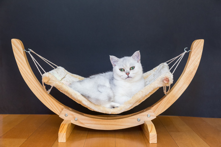 British short hair Silver shaded cat lying lazy in hammockの写真素材