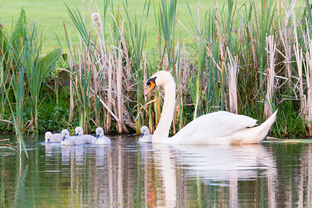 White mother mute swan swimming with newborn chicksの写真素材