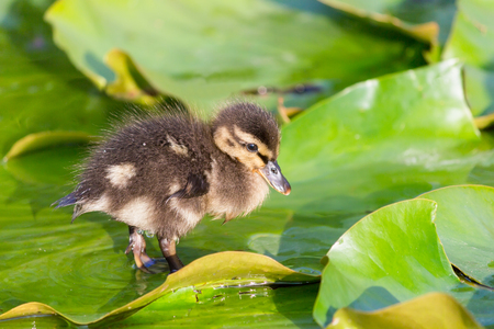 Brown baby duck walking on water lily leaves in spring seasonの写真素材
