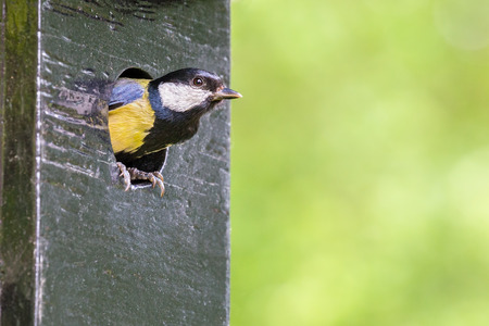 Great tit parent leaving nest box in spring seasonの写真素材