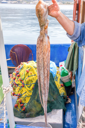 Arm of fisherman showing hanging octopus on fishing boatの写真素材