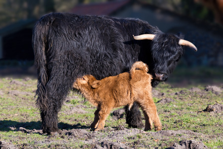 Black Scottish highlander mother cow with drinking newborn calf in spring seasonの写真素材