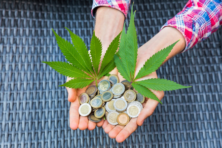 Hands holding euro money and hemp leavesの写真素材
