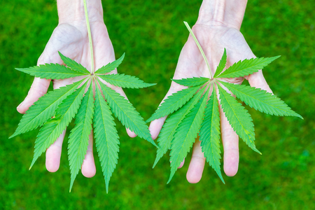 Two hands holding cannabis leaves above green grassの写真素材
