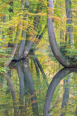 Autumn tree trunks with mirror image in european forest streamの写真素材