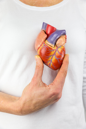 Female hand showing artificial heart model in front of human bodyの写真素材