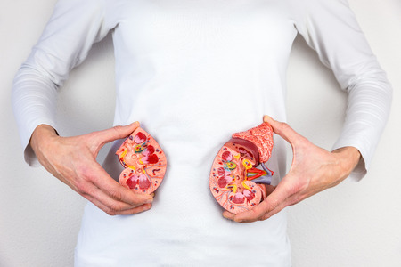 Woman holding model human kidney halves at white body