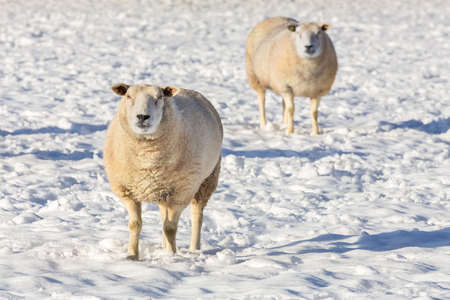 Two sheep standing in white snow during winter seasonの写真素材