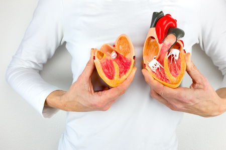 Woman holds open model heart at white bodyの写真素材
