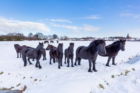 Herd of black frieze horses in snow during winter seasonの写真素材