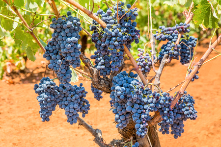 Grape plant with bunches of blue grapes in vineyardの写真素材
