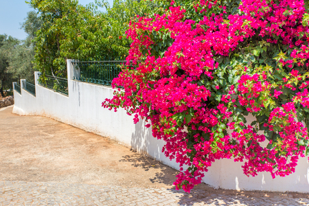 Red bougainville flowers blooming on white wall in gardenの写真素材