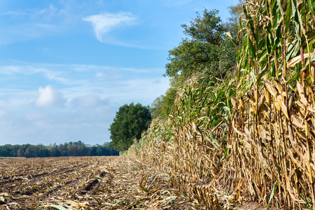 Field with corn stubbles and plants in fall seasonの写真素材