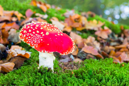 Fly agaric in moss with autumn leavesの写真素材