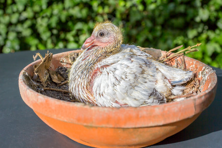 Young carrier pigeon in orange nest scaleの写真素材
