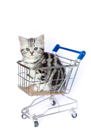 Young black silver tabby blotched cat sitting in shopping cart on white backgroundの写真素材