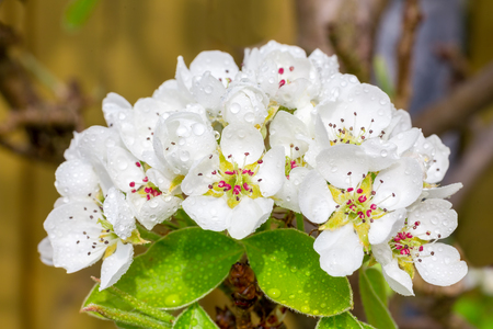 Bunch of white Pyrus flowers in spring seasonの写真素材