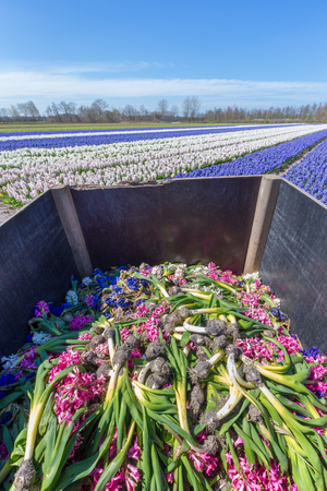 Hyacinths field of flowers with wooden waste containerの写真素材