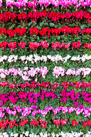 Blooming colorful flowers Cyclamen in rowsの写真素材