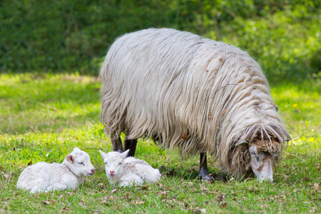 Mother sheep with two white lambs lying in pastureの写真素材