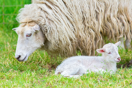 White mother sheep with newborn lamb in spring seasonの写真素材
