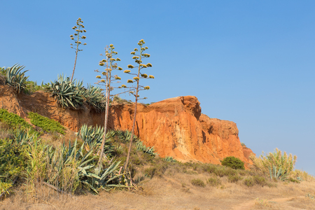 Landscape with Agaves at european rocky mountainの写真素材