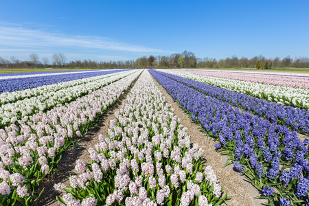 Landscape with rows of flowering hyacinth flowers in Hollandの写真素材