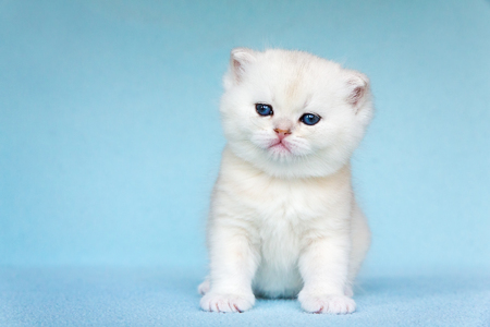Young white kitten sits on sky blue backgroundの写真素材