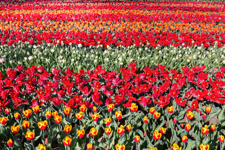 Tulip field with rows of red tulips in Keukenhof Hollandの写真素材