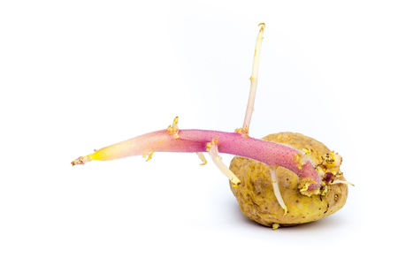 Germinating potato with stem isolated on white backgroundの写真素材