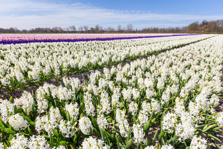Landscape with flowering hyacinth flowers on rows in Hollandの写真素材