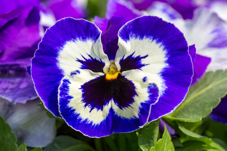 Close up of blue violet flower with detailsの写真素材