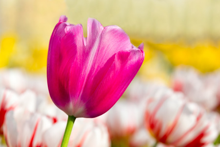 One lilac pink tulip in flower field with white red tulipsの写真素材