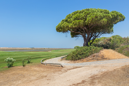 Portuguese landscape at coast  with pine treeの写真素材