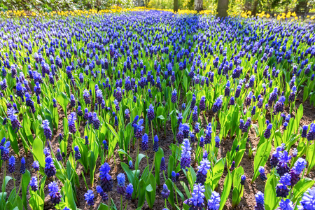 Flowerbed with beautiful blue grape hyacinths in springの写真素材