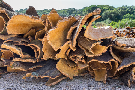 Heap of cork tree bark as raw commodity outsideの写真素材