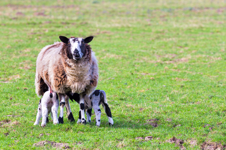 Mother sheep with two drinking newborn lambs in meadowの写真素材