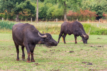 Two black water buffaloes grazing in european pastureの写真素材