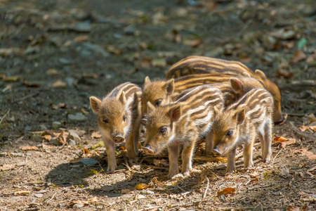 Group newborn wild boars standing together on groundの写真素材
