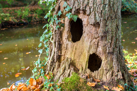 Hollow oak tree trunk with two holes stands alongside water in forestの写真素材