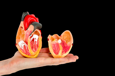 Hand shows human heart model isolated on black backgroundの写真素材