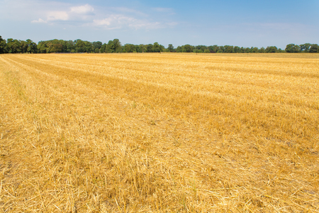Empty harvested wheat field in the Netherlandsの写真素材