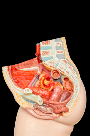 Internal female organs in abdomen or model isolated on black backgroundの写真素材