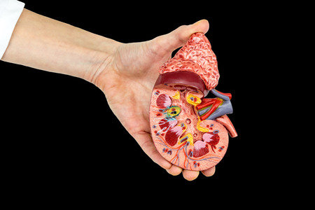 Hand holding open human kidney model isolated on black backgroundの写真素材